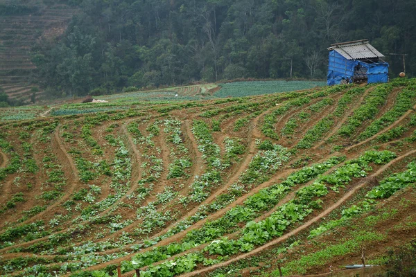 Kuzey Vietnam alanında lahana. — Stok fotoğraf
