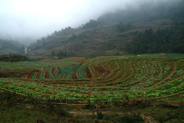 Vue de la ferme maraîchère dans le nord du Vietnam  . — Photo