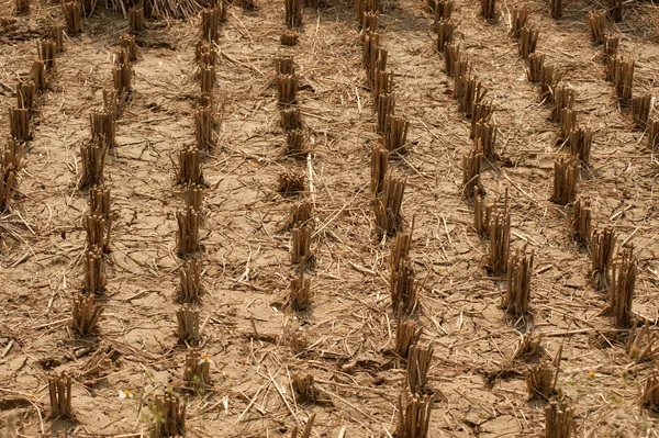 Le riz est coupé dans un champ . — Photo