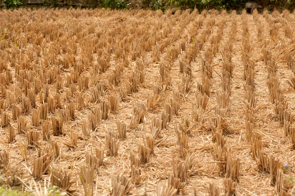 Rice is cut in a field. — Stock Photo, Image