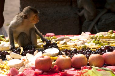 Tayland Maymun Partisi ( Tayland Maymun Büfesi ).