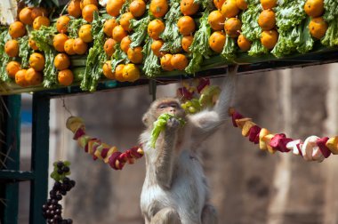 Tayland Maymun Partisi ( Tayland Maymun Büfesi ).