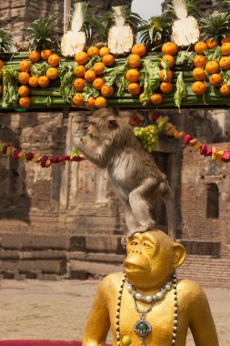 Tayland Maymun Partisi ( Tayland Maymun Büfesi ).