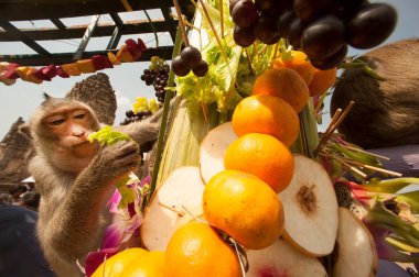 Tayland Maymun Partisi ( Tayland Maymun Büfesi ).