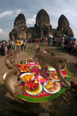 Tayland Monkey partisi (Tayland Maymun Büfesi ).