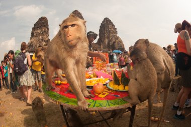 Tayland Monkey partisi (Tayland Maymun Büfesi ).