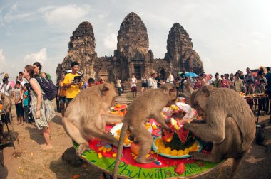 Tayland Monkey partisi (Tayland Maymun Büfesi ).