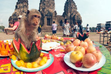 Tayland Monkey partisi (Tayland Maymun Büfesi ).