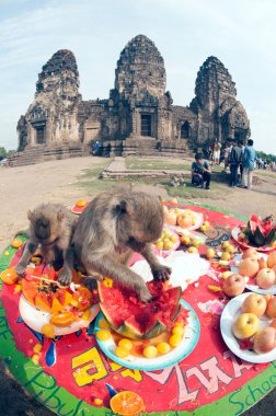 Tayland Monkey partisi (Tayland Maymun Büfesi ).