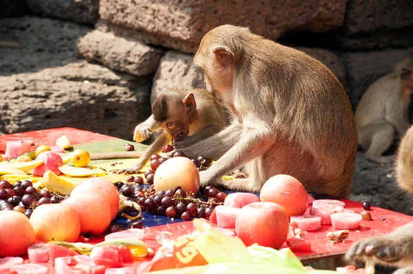 Fiesta del mono de Tailandia (Buffet del mono de Tailandia  ). — Foto de Stock