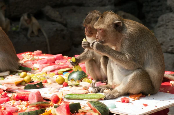 Fiesta del mono de Tailandia (Buffet del mono de Tailandia  ). — Foto de Stock