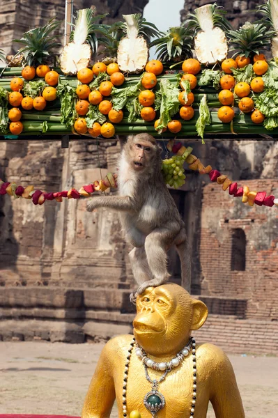 Fiesta del mono de Tailandia (Buffet del mono de Tailandia  ). — Foto de Stock