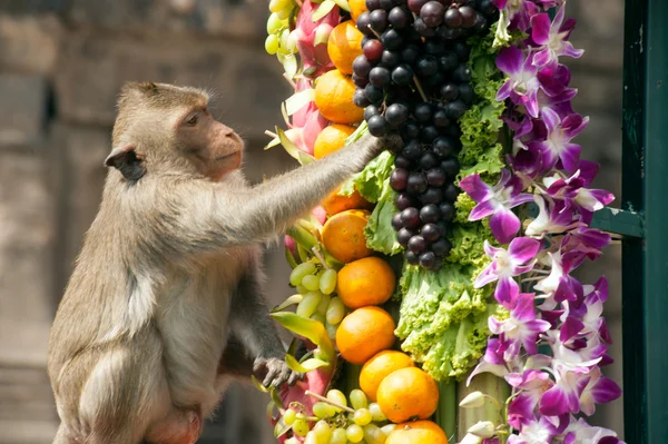 Fiesta del mono de Tailandia (Buffet del mono de Tailandia  ). — Foto de Stock