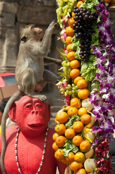 Fiesta del mono de Tailandia (Buffet del mono de Tailandia  ). — Foto de Stock