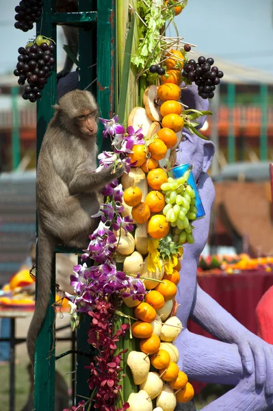 Tayland Maymun Partisi ( Tayland Maymun Büfesi ). — Stok fotoğraf