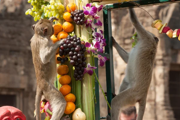 Thailand Monkey Party (Таиланд Monkey Buffet)  ). — стоковое фото