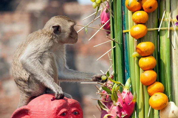 Fiesta del mono de Tailandia (Buffet del mono de Tailandia  ). — Foto de Stock