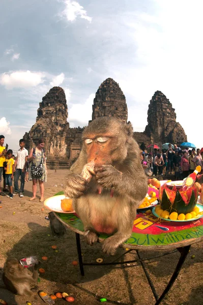 Fiesta del mono de Tailandia (Buffet del mono de Tailandia  ). — Foto de Stock