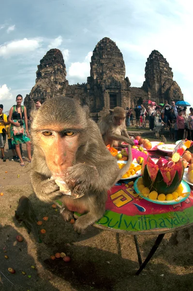 泰国猴子派对（泰国猴自助餐 ). — 图库照片