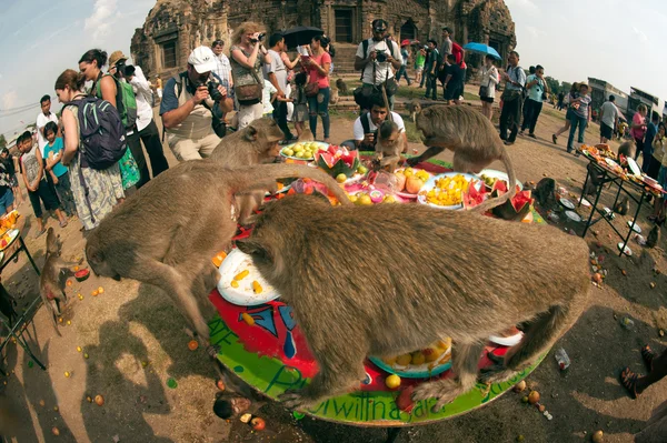 Tayland Monkey partisi (Tayland Maymun Büfesi ). — Stok fotoğraf