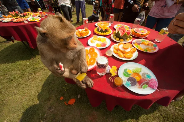 Fiesta del mono de Tailandia (Buffet del mono de Tailandia  ). — Foto de Stock