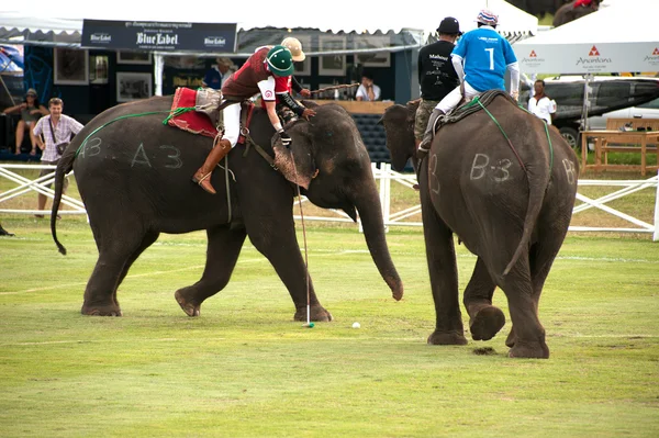 Elephant polo games racing. — Stock Photo, Image