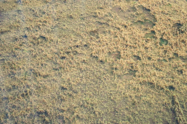 Patroon van moss. — Stockfoto