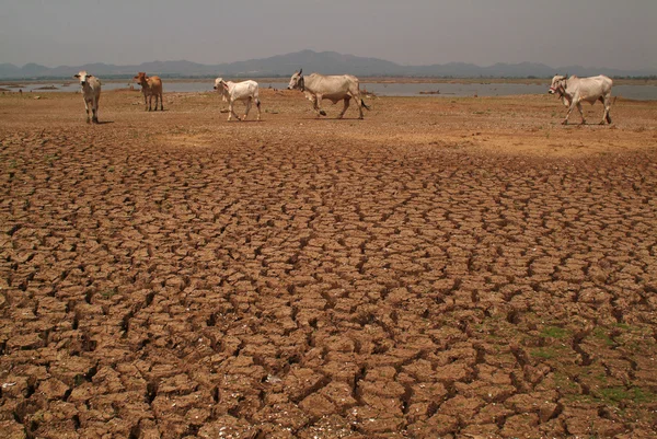 Terra di argilla screpolata nell'asciutto  . — Foto Stock