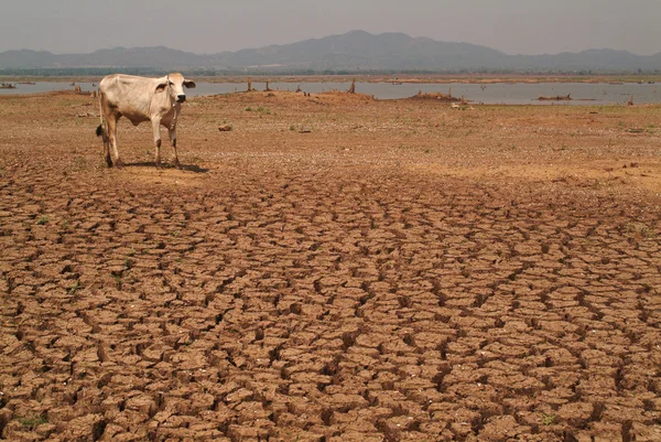 Tierra de arcilla agrietada en el seco  . —  Fotos de Stock
