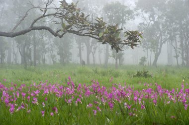 Siam Lale Milli Parkı, pembe alan .
