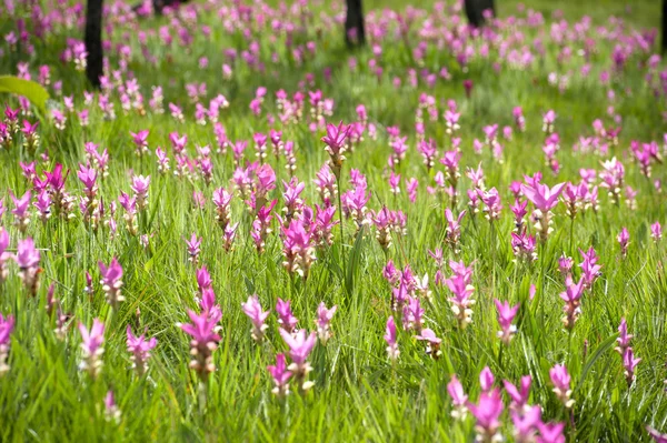 Roze veld voor Siam tulip in nationaal park. — Stockfoto