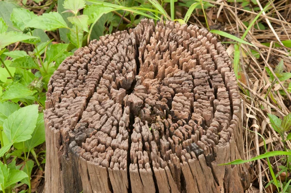 Querschnitt durch die alte Holzstruktur. — Stockfoto