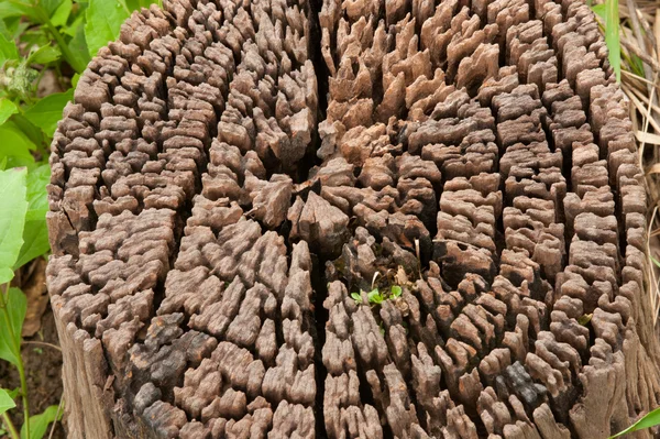 Querschnitt durch die alte Holzstruktur. — Stockfoto