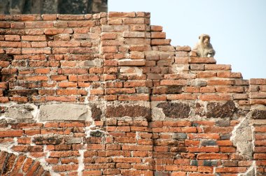 Maymun Phra saldırın Sam Yod Tapınak, Tayland.