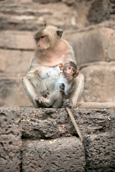 Ibu monyet dan bayinya. . — Stok Foto