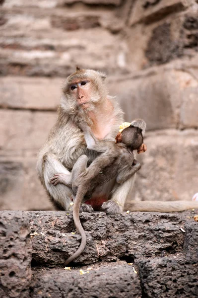 Maymun anne ve bebeği. — Stok fotoğraf