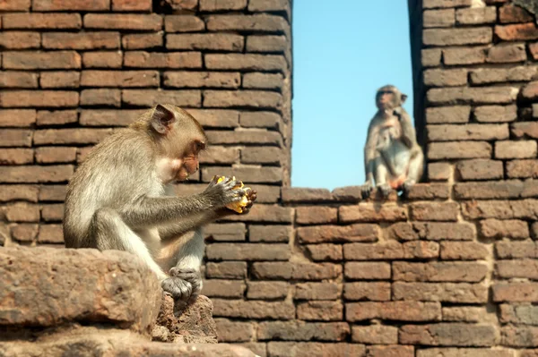 Maymun anne ve oğlu. — Stok fotoğraf