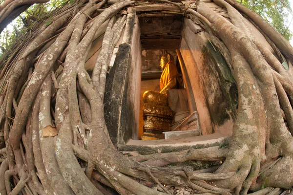 Vieil arbre racine autour de l'ancienne église thaïlandaise . — Photo