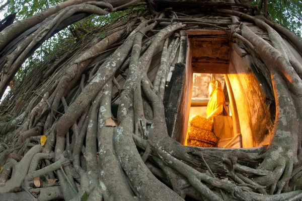 Árvore de raiz velha em torno da antiga igreja tailandesa . — Fotografia de Stock
