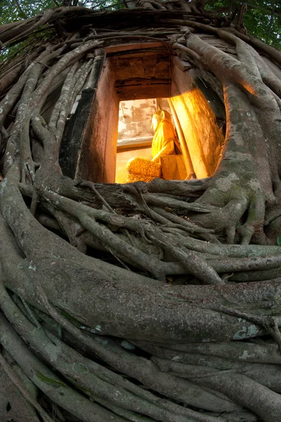 Árvore de raiz velha em torno da antiga igreja tailandesa . — Fotografia de Stock