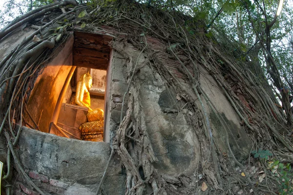 Antiguo árbol de raíces alrededor de la antigua iglesia tailandesa . —  Fotos de Stock