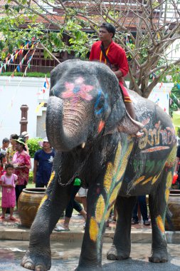 Genç fil dans su Festivali.