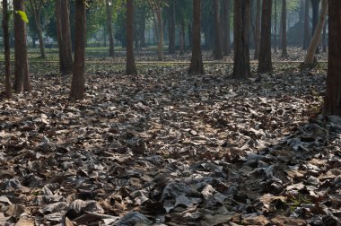 Parkta kuru yapraklar .