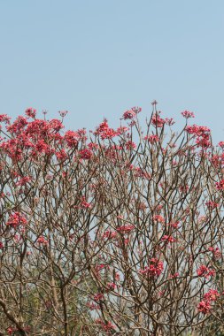 Frangipani mavi gökyüzünde .