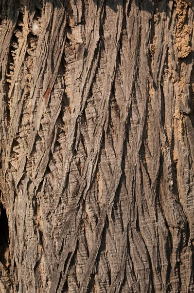 Textura de árvore velha  . — Fotografia de Stock