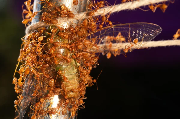 De mieren eten de Cicada . — Stockfoto