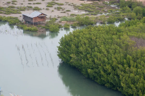 Mangrov, nehir denize yakın. — Stok fotoğraf