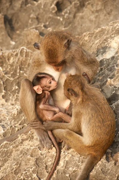 Familia de monos en la felicidad  . — Foto de Stock