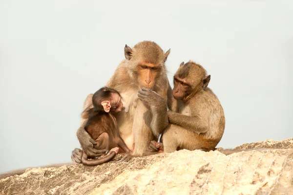 Familia de monos en la felicidad  . — Foto de Stock