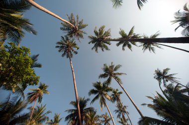 Hindistan cevizi hurma ağaçları perspektif görünüm.